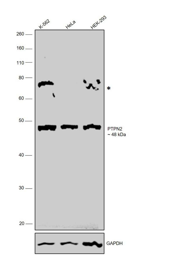 PTPN2 Antibody in Western Blot (WB)