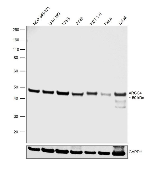 XRCC4 Antibody in Western Blot (WB)