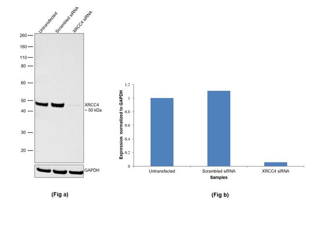 XRCC4 Antibody in Western Blot (WB)