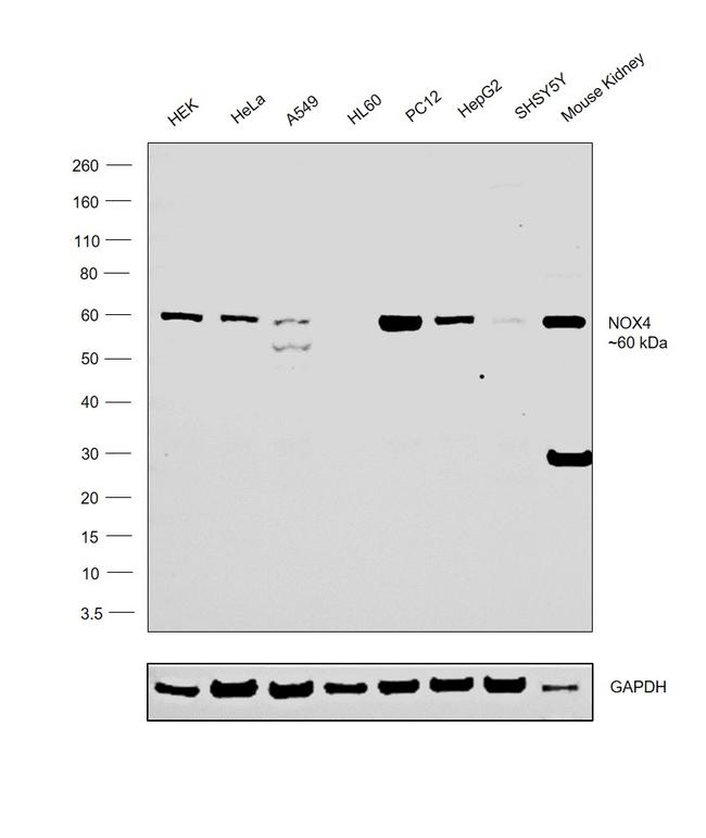 NOX4 Antibody in Western Blot (WB)