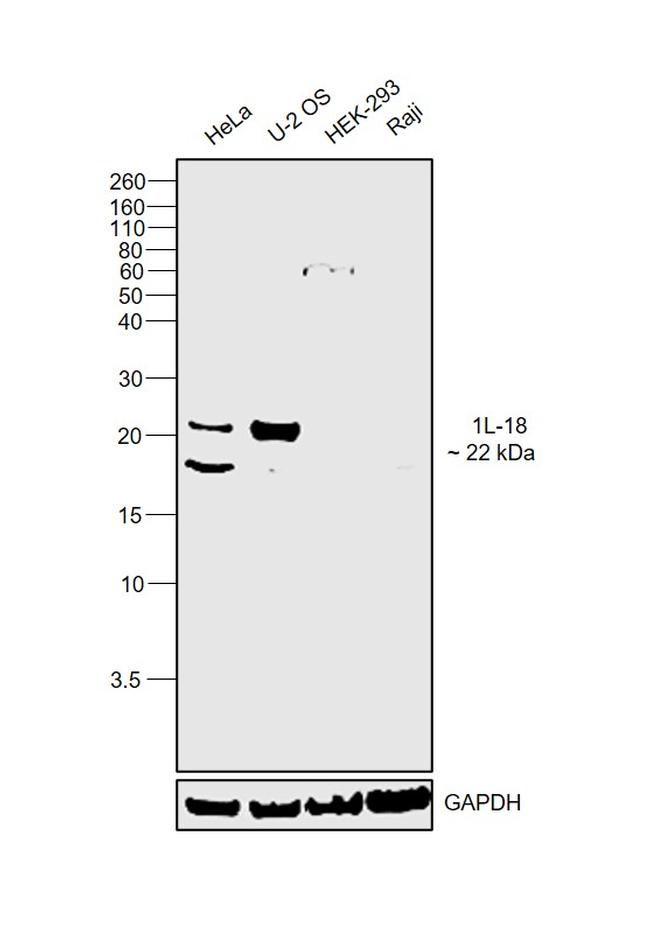 IL-18 Antibody in Western Blot (WB)