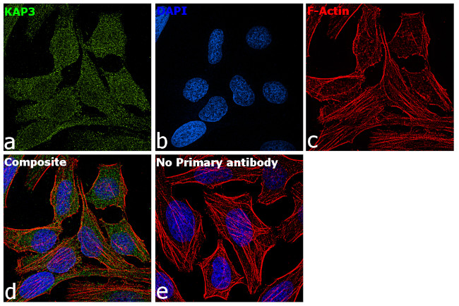 KAP3 Antibody in Immunocytochemistry (ICC/IF)