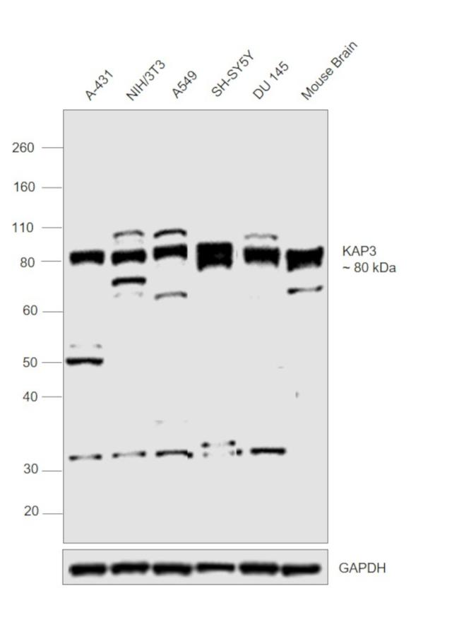 KAP3 Antibody in Western Blot (WB)