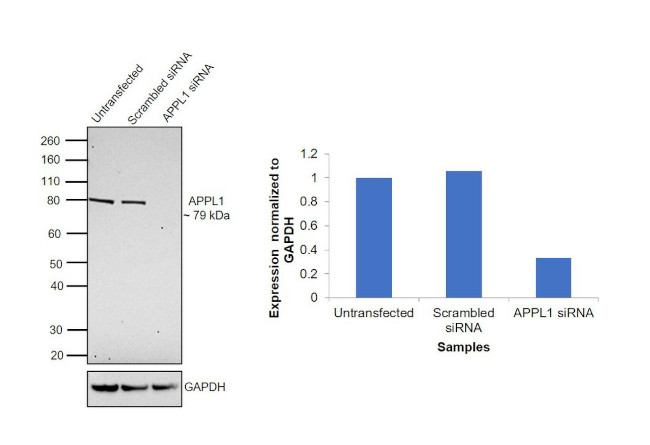 APPL1 Antibody