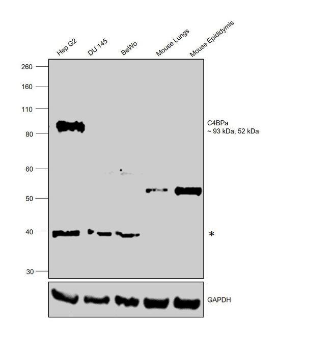 C4BPA Antibody in Western Blot (WB)