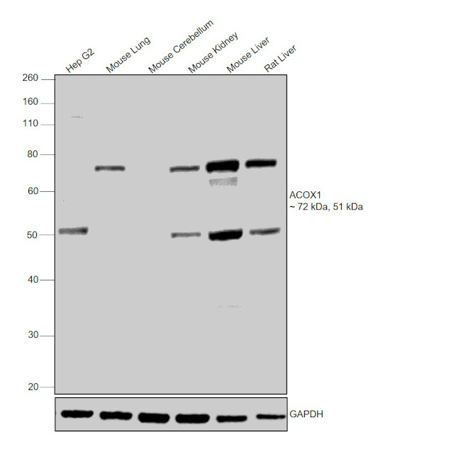 ACOX1 Antibody