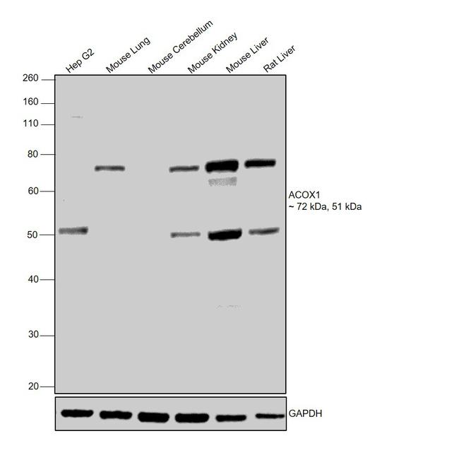 ACOX1 Antibody in Western Blot (WB)