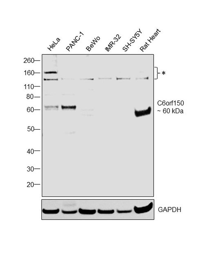 cGAS Antibody in Western Blot (WB)