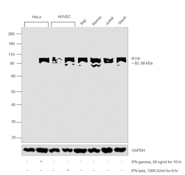 IFI16 Antibody in Western Blot (WB)