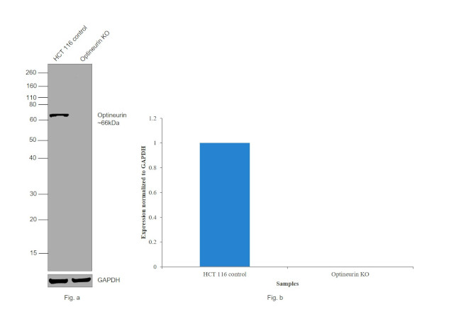 Optineurin Antibody