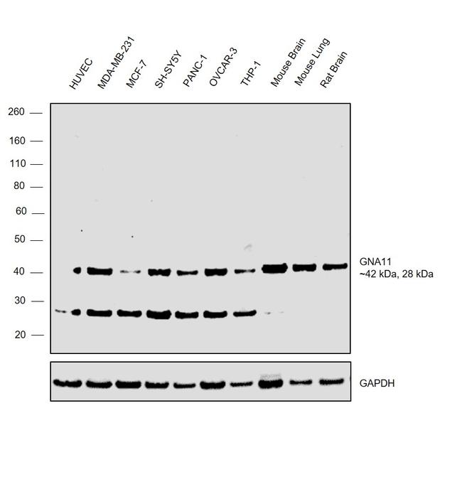 GNA11 Antibody in Western Blot (WB)