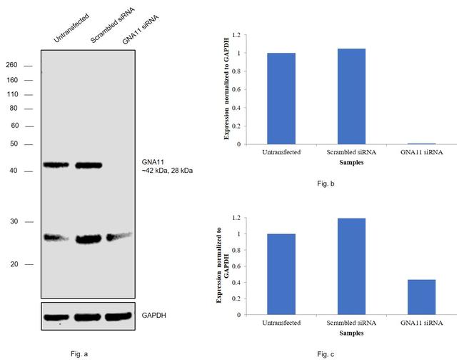 GNA11 Antibody in Western Blot (WB)