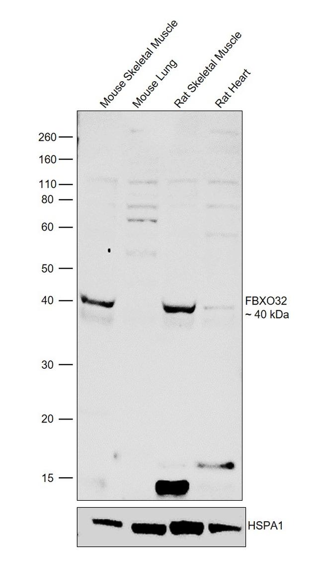 FBXO32 Antibody in Western Blot (WB)