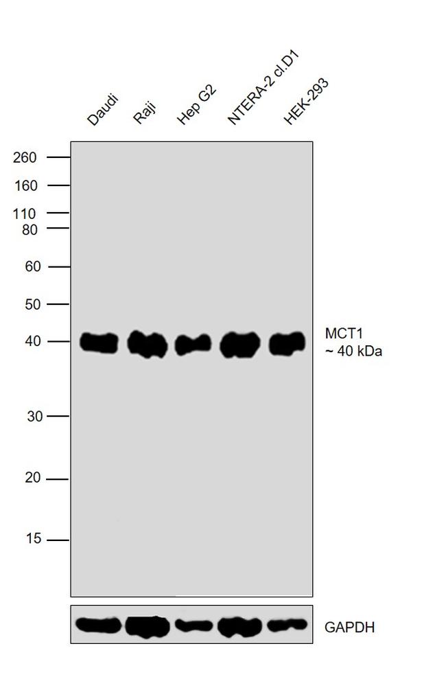 MCT1 Antibody in Western Blot (WB)