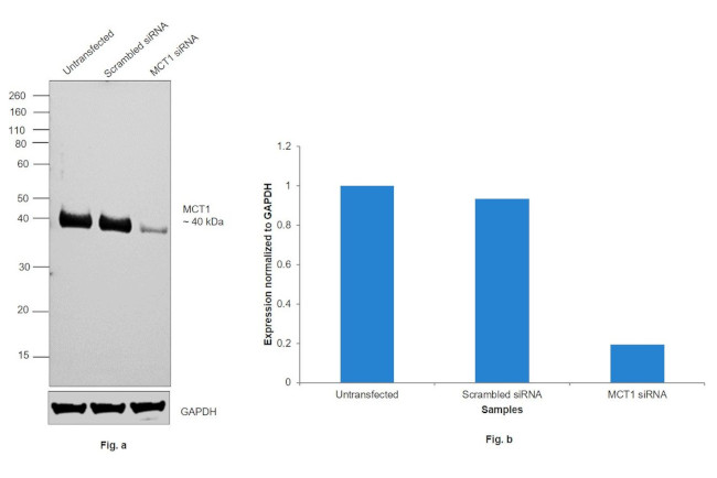 MCT1 Antibody