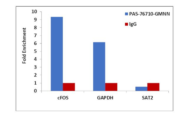 GMNN Antibody