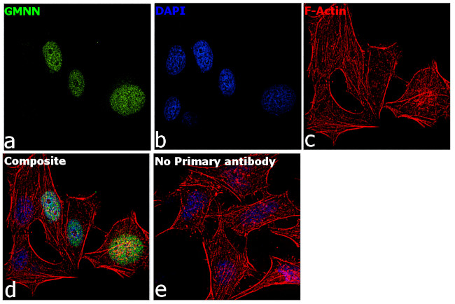 GMNN Antibody in Immunocytochemistry (ICC/IF)