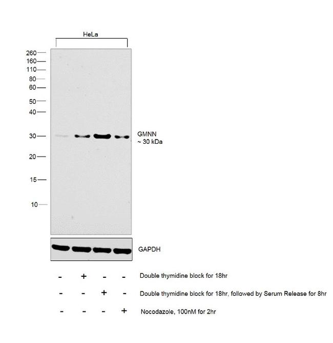 GMNN Antibody in Western Blot (WB)