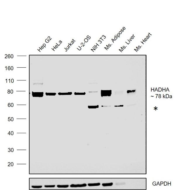 HADHA Antibody in Western Blot (WB)