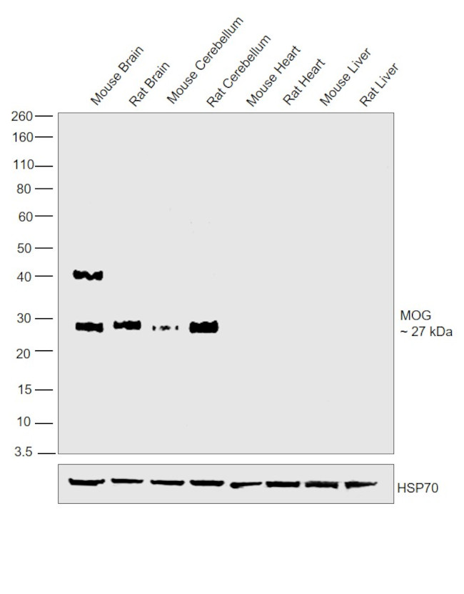 MOG Antibody