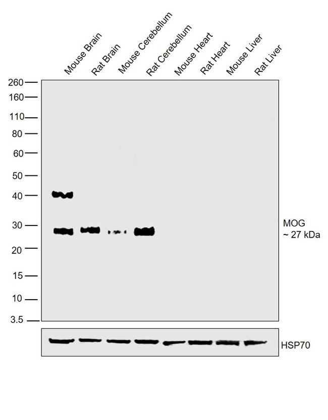 MOG Antibody in Western Blot (WB)