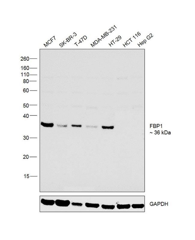 FBP1 Antibody in Western Blot (WB)