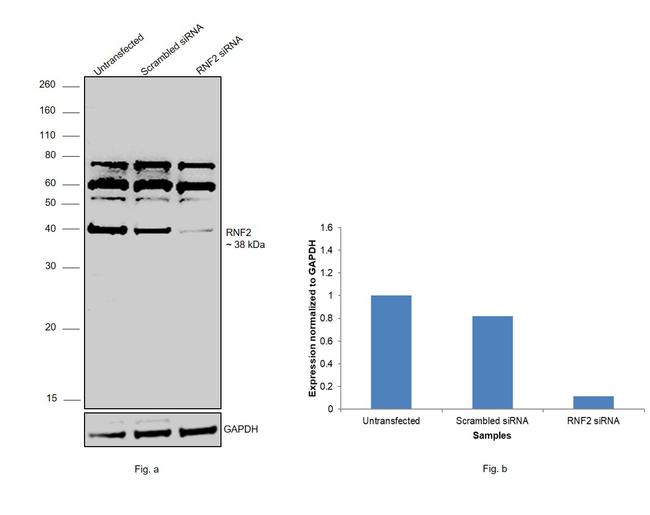 RNF2 Antibody in Western Blot (WB)