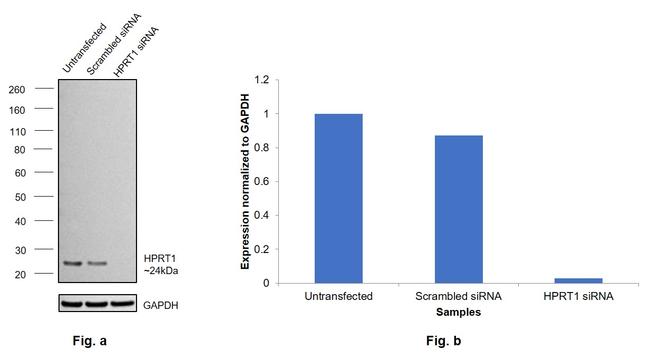 HPRT1 Antibody in Western Blot (WB)