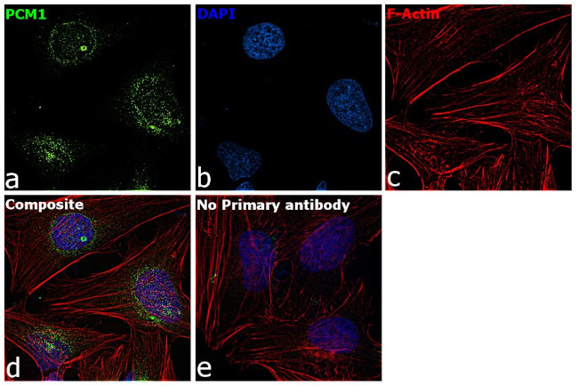 PCM1 Antibody in Immunocytochemistry (ICC/IF)