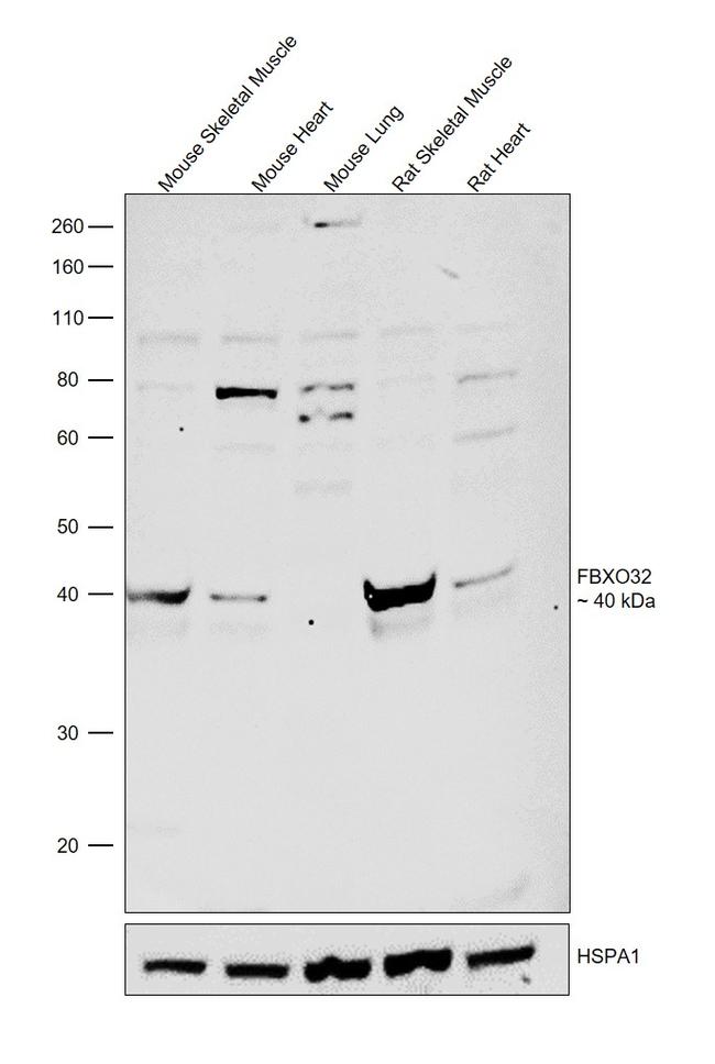 FBXO32 Antibody in Western Blot (WB)