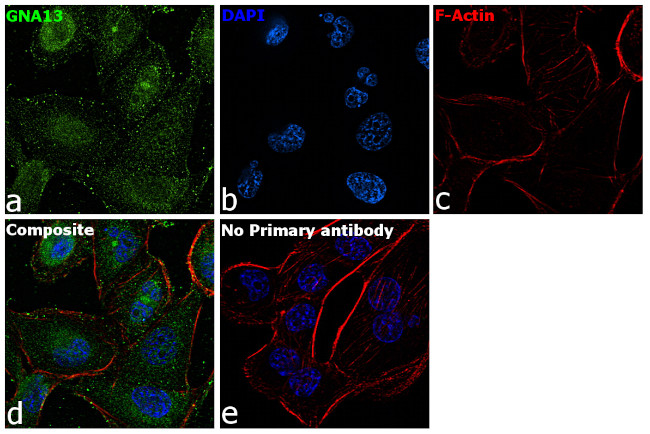 GNA13 Antibody in Immunocytochemistry (ICC/IF)