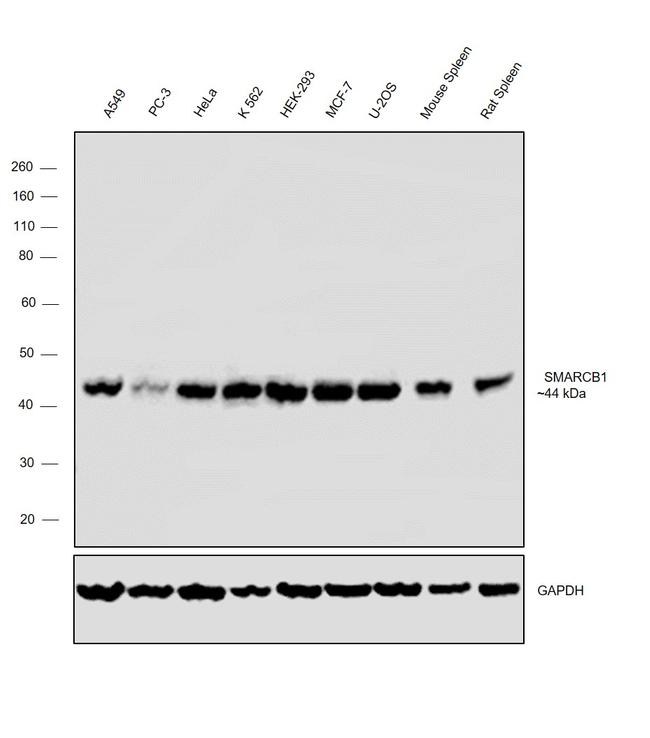 SMARCB1 Antibody in Western Blot (WB)