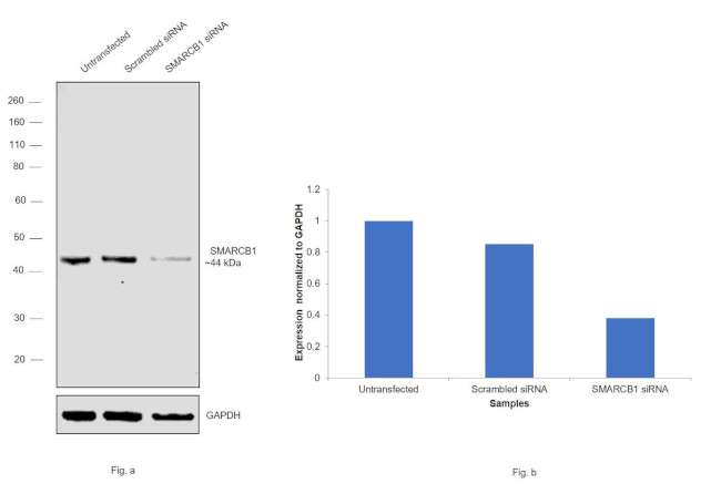 SMARCB1 Antibody