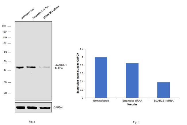 SMARCB1 Antibody in Western Blot (WB)