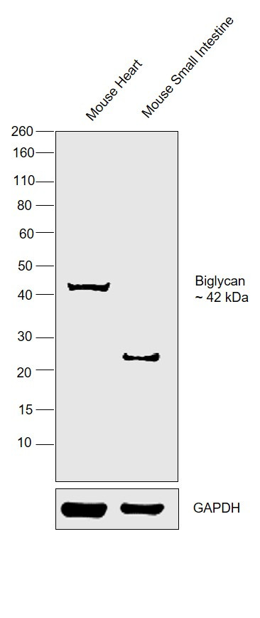Biglycan Antibody