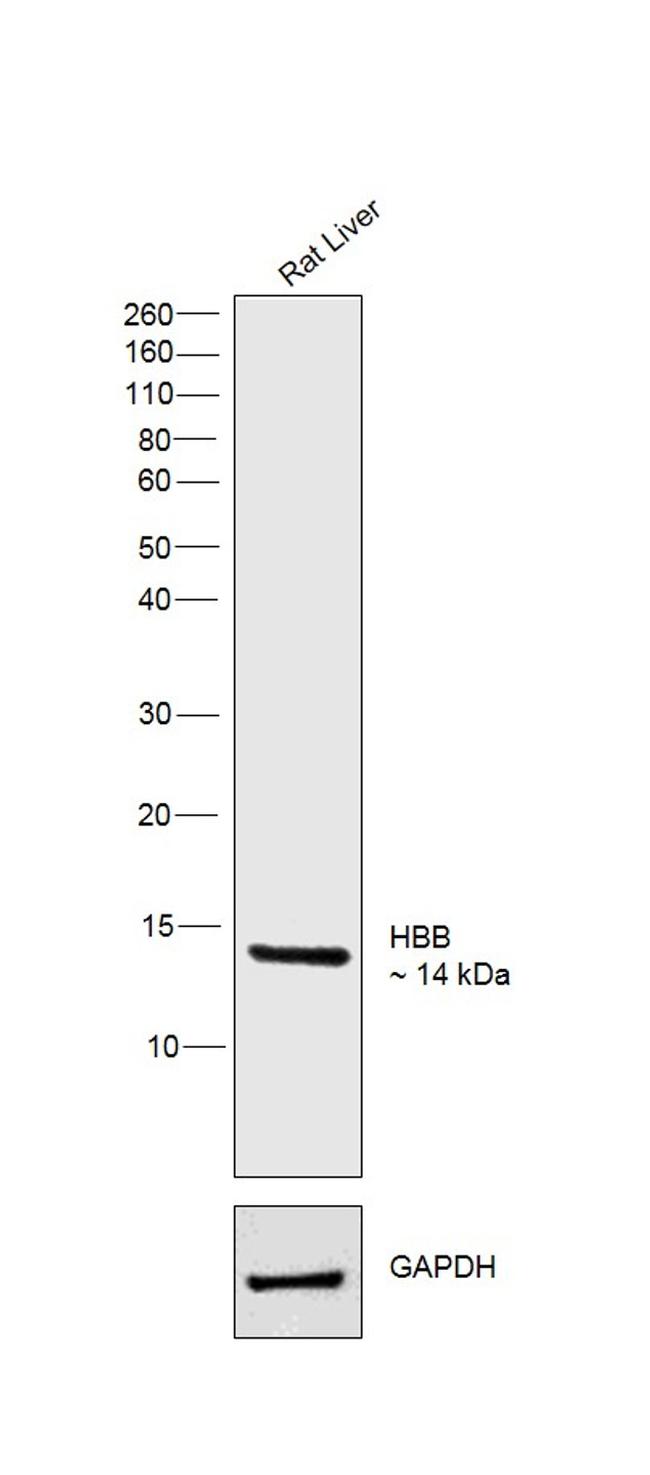 HBB Antibody in Western Blot (WB)