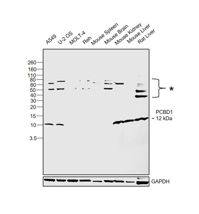 PCBD1 Antibody in Western Blot (WB)