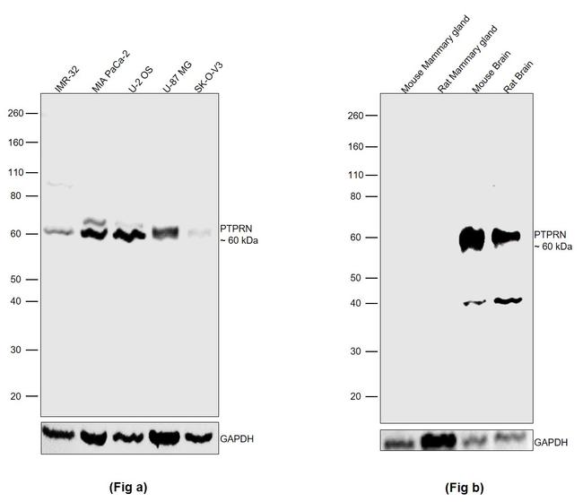 PTPRN Antibody in Western Blot (WB)