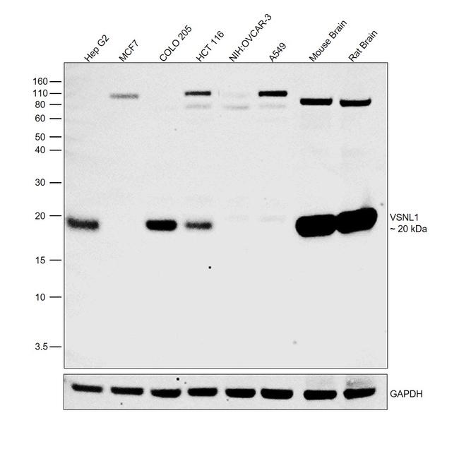 VSNL1 Antibody in Western Blot (WB)