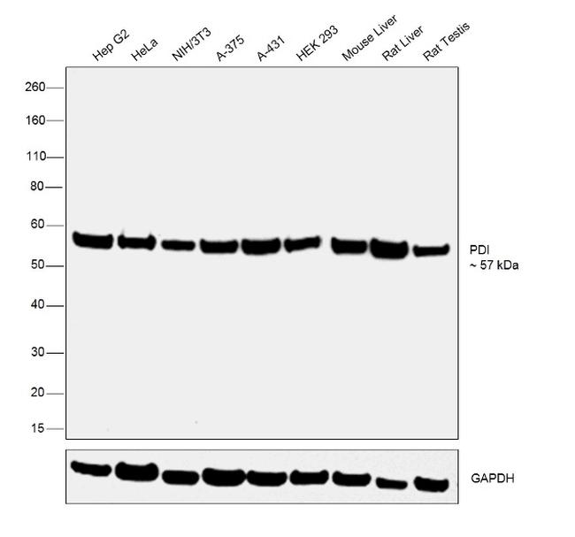 PDI Antibody in Western Blot (WB)