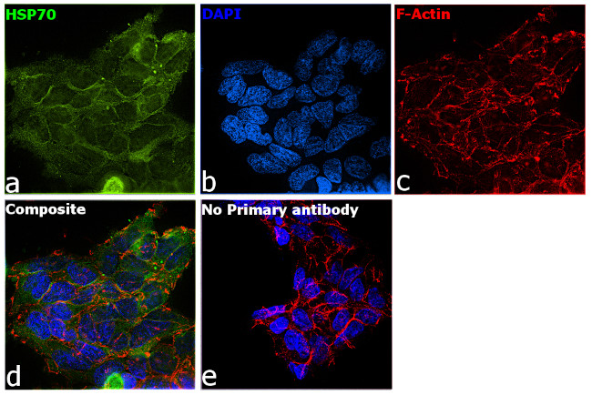 HSP70 Antibody in Immunocytochemistry (ICC/IF)