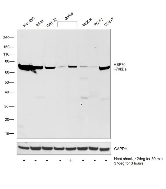 HSP70 Antibody in Western Blot (WB)