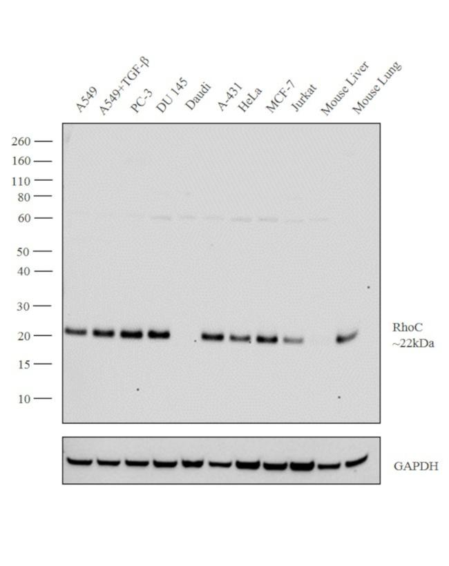 RhoC Antibody in Western Blot (WB)