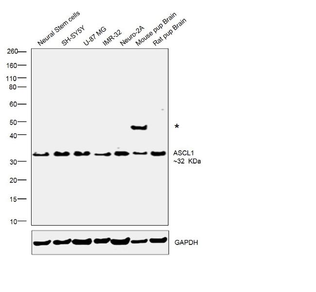 ASCL1 Antibody in Western Blot (WB)