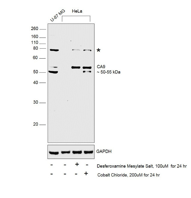 Carbonic Anhydrase IX Antibody