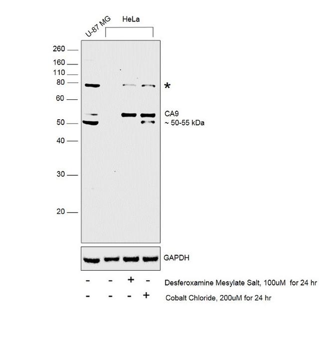 Carbonic Anhydrase IX Antibody