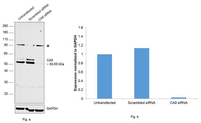 Carbonic Anhydrase IX Antibody in Western Blot (WB)