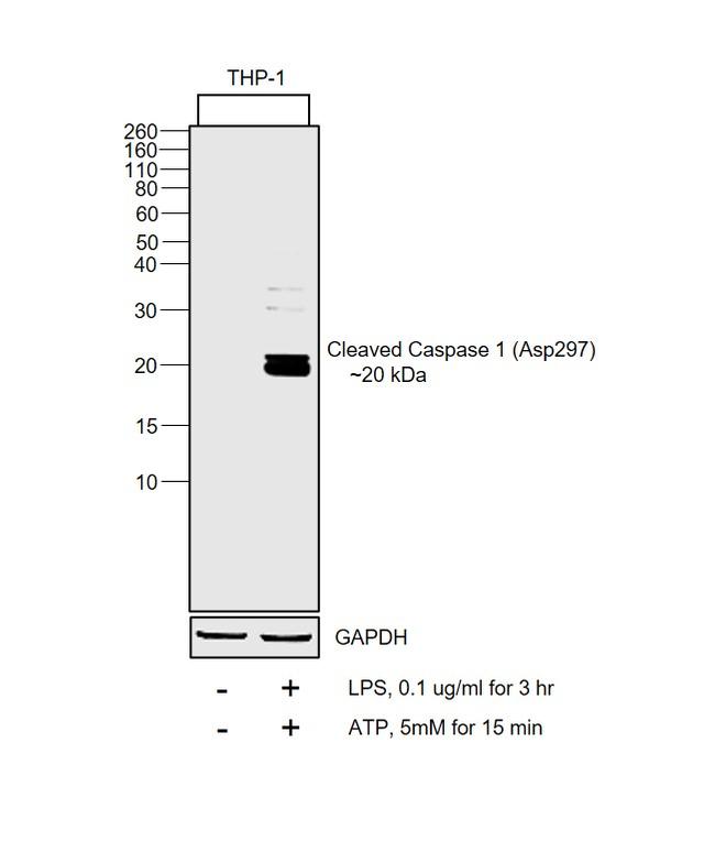 Caspase 1 (cleaved Asp297) Antibody
