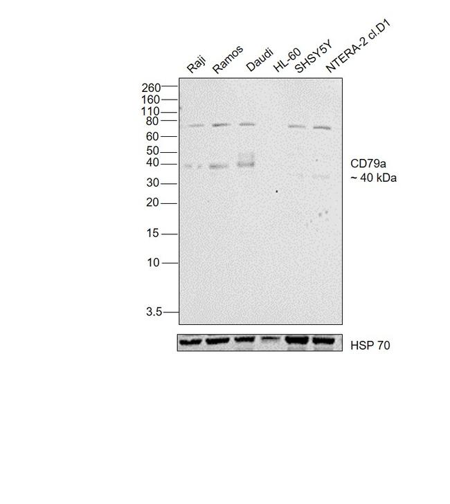 CD79a Antibody in Western Blot (WB)