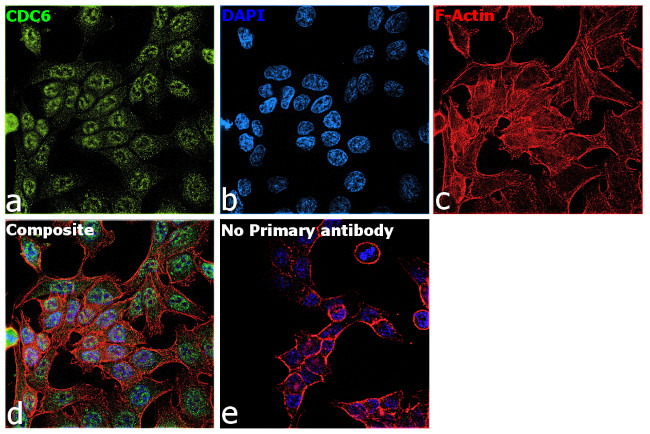 Cdc6 Antibody in Immunocytochemistry (ICC/IF)